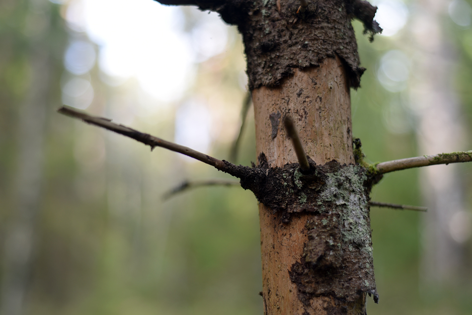 bark stadsskogen