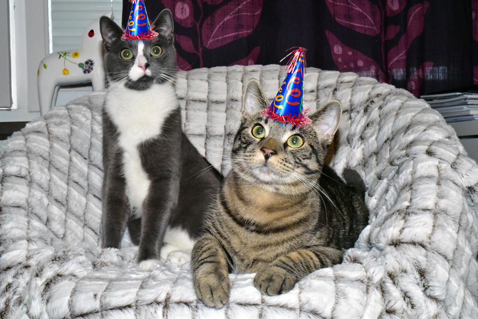 Chester & Yoshi 1 år