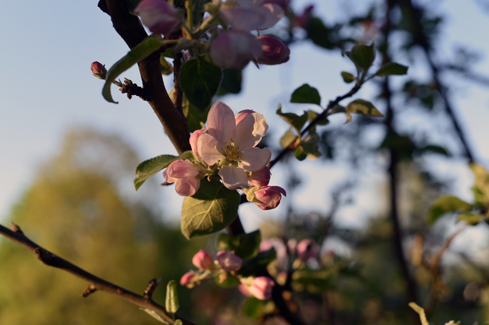 Äppelblommor