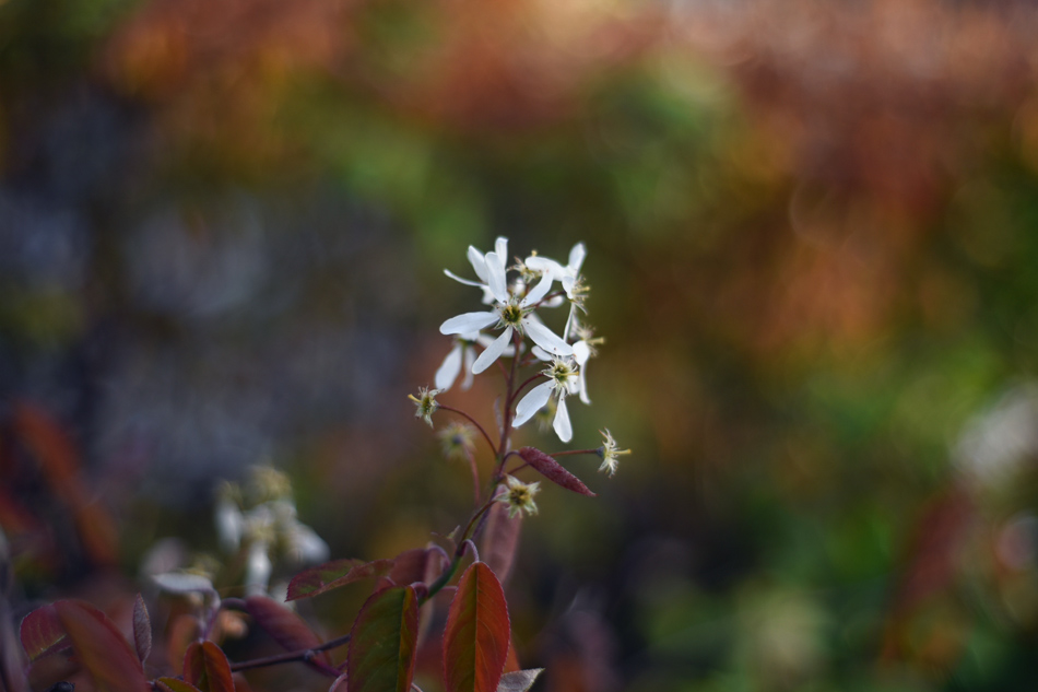 Blommor och växtlighet