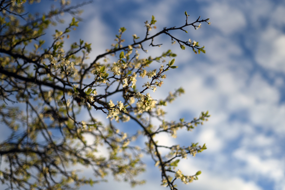 Blommor och växtlighet