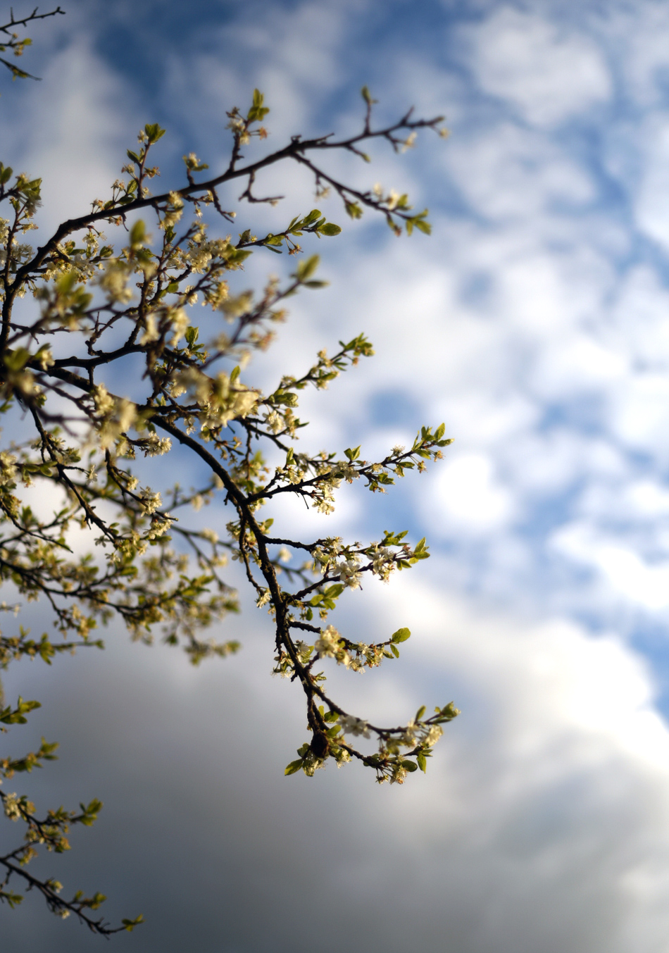 Blommor och växtlighet