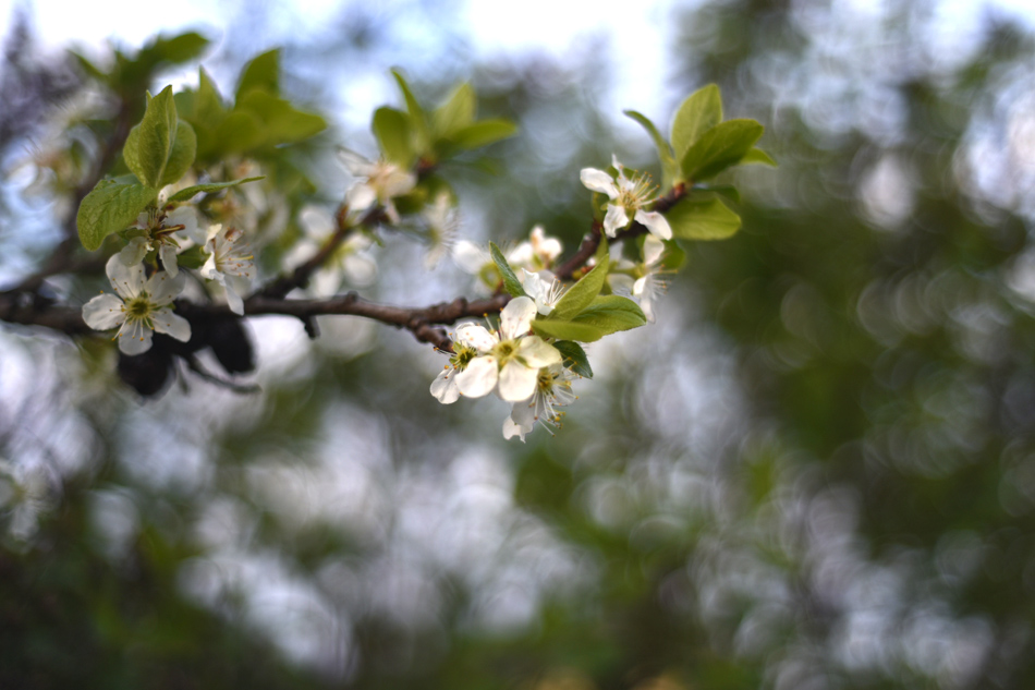 Blommor och växtlighet